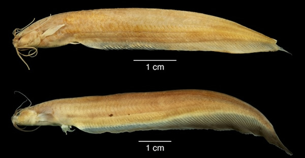 ӡ�Ⱥ���һ�ֿ��ƿƻõ�Ӱ���������ϡ������