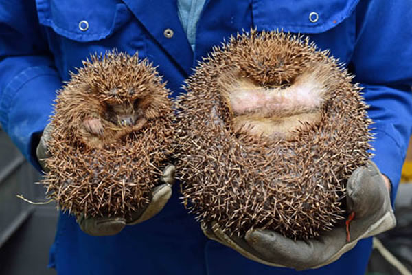 �ո���һֻ��⬴�Ұ���Ⱥ󰮳�����治Ը�ػش���Ȼ