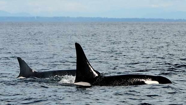世界已知最老杀人鲸在母亲节前率众现身温哥华岛海域