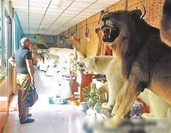 北京出现一家公开展示进口大型野生动物标本的展厅