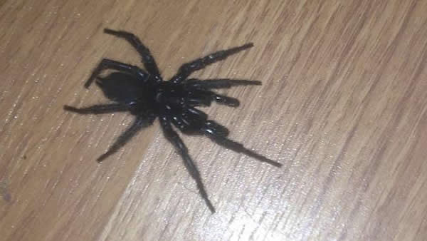 澳洲女童将毒蜘蛛当玩具被咬险丧命