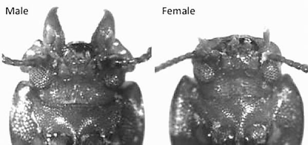 ���Լ׿ǳ�����ױ����������ڵ���������