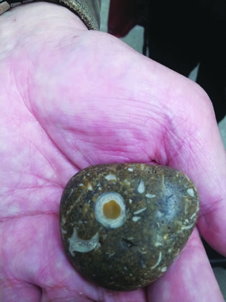 藏着十几种生物的雨花石化石