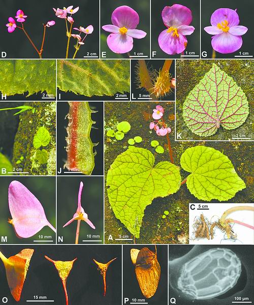 上海辰山植物园发现秋海棠新种