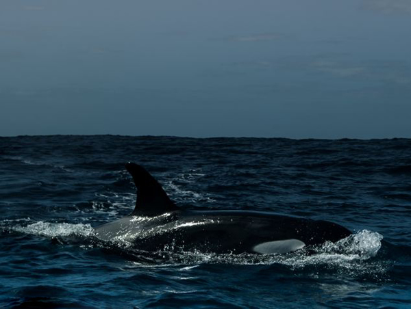 在南非拍摄沙丁鱼时险被布氏鲸吞下肚