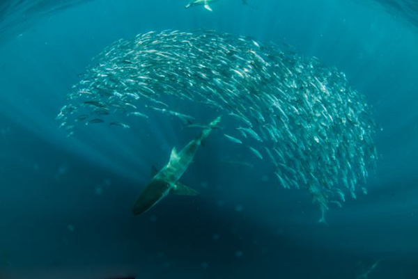 在南非拍摄沙丁鱼时险被布氏鲸吞下肚