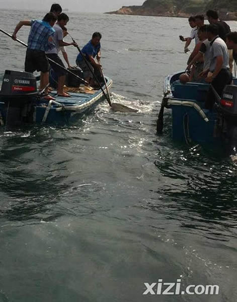 广东惠州渔民在岸边捕获500斤大鲨鱼