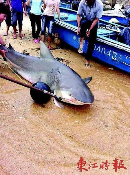 广东惠州渔民在岸边捕获500斤大鲨鱼