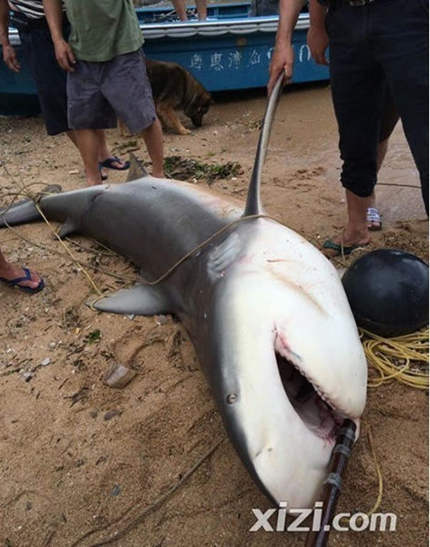 广东惠州渔民在岸边捕获500斤大鲨鱼