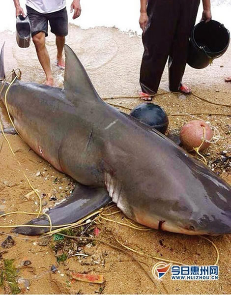 广东惠州渔民在岸边捕获500斤大鲨鱼