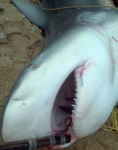 广东惠州渔民在岸边捕获500斤大鲨鱼