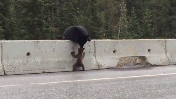 加拿大一只母熊用嘴救起受困在公路上的小熊