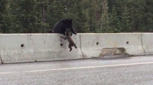 加拿大一只母熊用嘴救起受困在公路上的小熊