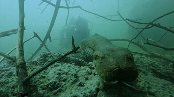 英国BBC纪录片《河中巨怪》主持人杰里米•韦德在巴西亚马逊河水下遭遇6米巨蟒