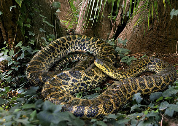 英国BBC纪录片《河中巨怪》主持人杰里米•韦德在巴西亚马逊河水下遭遇6米巨蟒