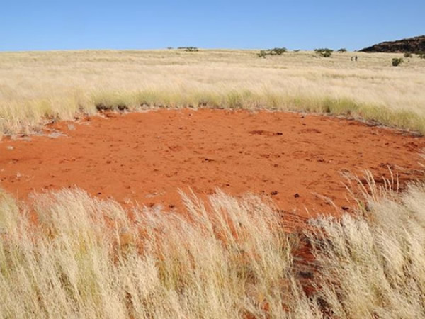 非洲西南部大草原神秘“仙女圈”