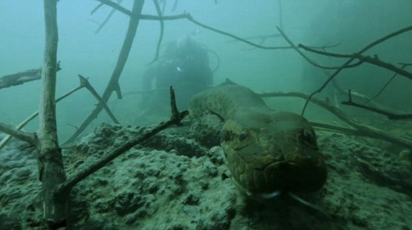这是冒险家韦德在亚马逊拍摄最新一集电视节目《河中巨怪》时遇到的水蟒。他估计这条大蛇有200磅(约合90公斤)。