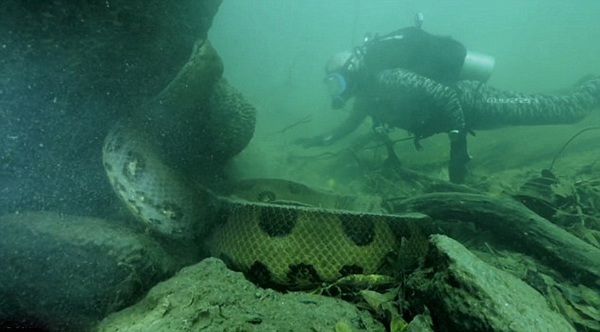 韦德克服恐惧,把手伸向这条巨大的半水生蟒蛇。