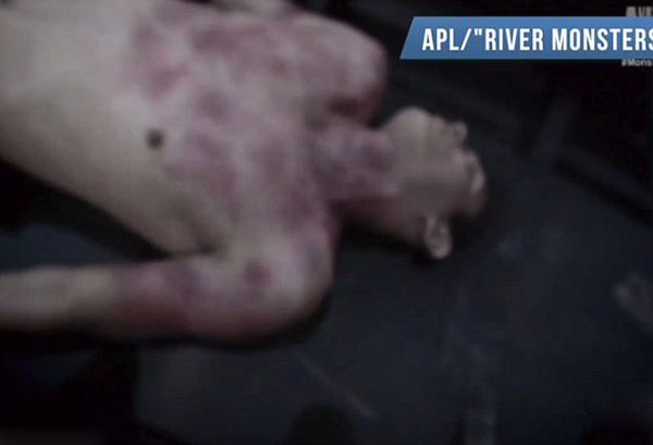 这名男子在帕托-德默兹市附近被发现时已经死亡。他身上有大面积瘀伤。有人认为他由韦德在热带雨林河中发现的这条水蟒致死。