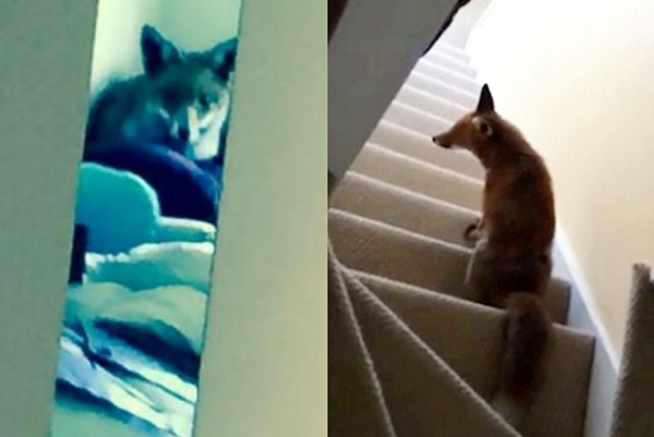 Ӣ��������˹��һͷ���괳����Ӱ�ռ����