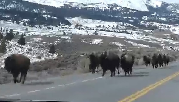 ������ʯ���ҹ�Ұţ���塰��������ר��ָ������ɽ�������Ἣ΢