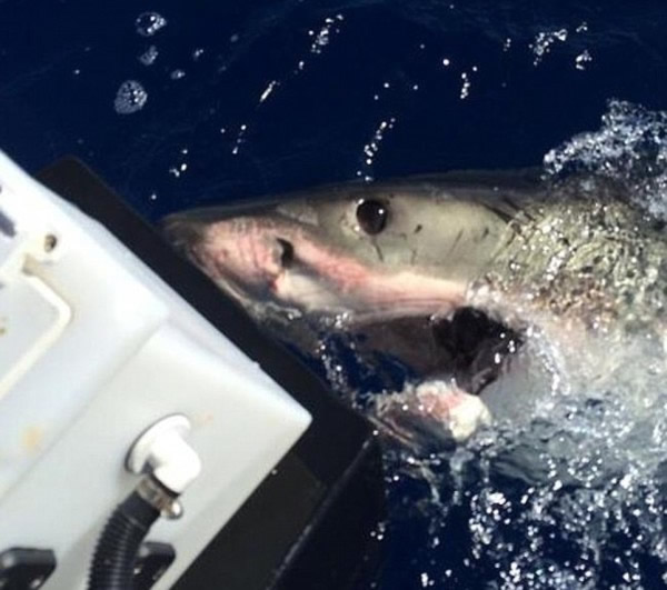 大白鲨不停撞击船身