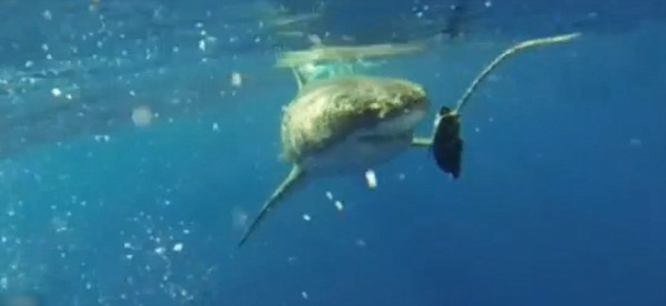 4人大胆伸手入水,拍下喂大白鲨的情形。