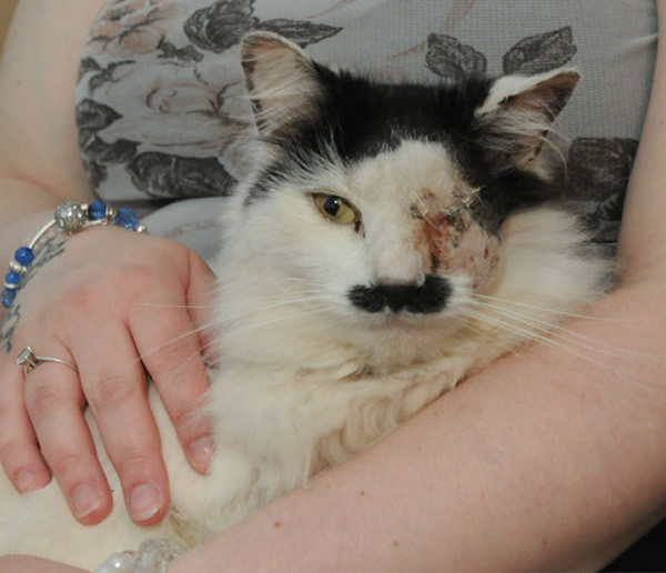 英国一只猫只因长得像“希特勒”遭殴打失去左眼