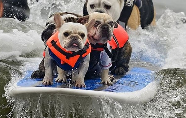 让狗狗学习冲浪,丝毫不输给人类。