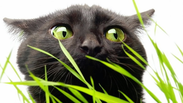 新西兰一只猫给主人叼回一袋大麻