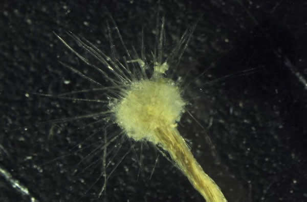 Spiculosiphon oceana