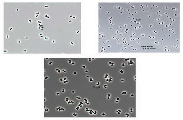 Tersicoccus phoenicis
