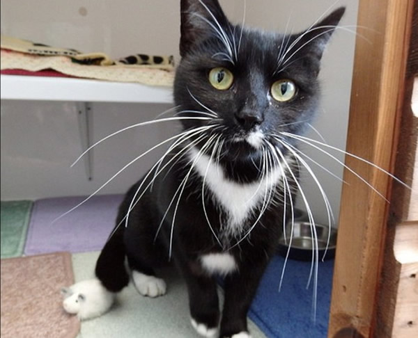 英国胡子最长的猫
