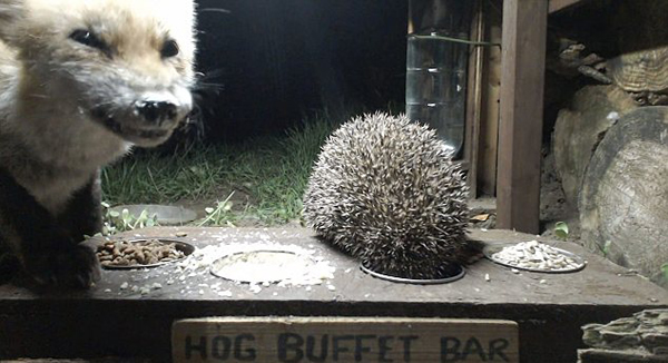 镜头捕捉到狐狸与刺猬亲密进食