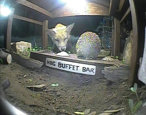 镜头捕捉到狐狸与刺猬亲密进食