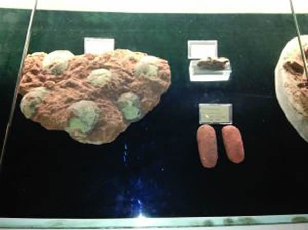 宜兴恐龙蛋与别的恐龙蛋相比,个头很娇小