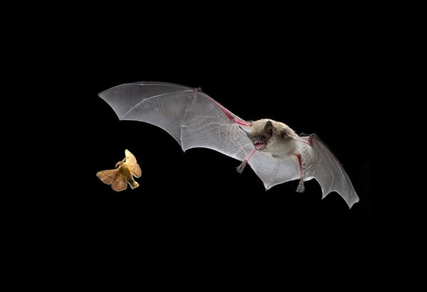 蝙蝠捕食飞蛾瞬间
