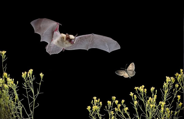 蝙蝠捕食飞蛾瞬间