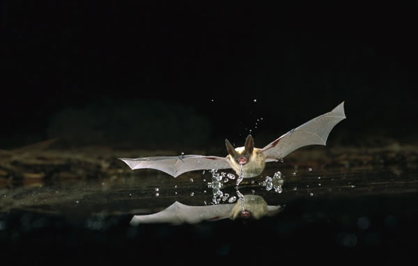 蝙蝠池中饮水瞬间