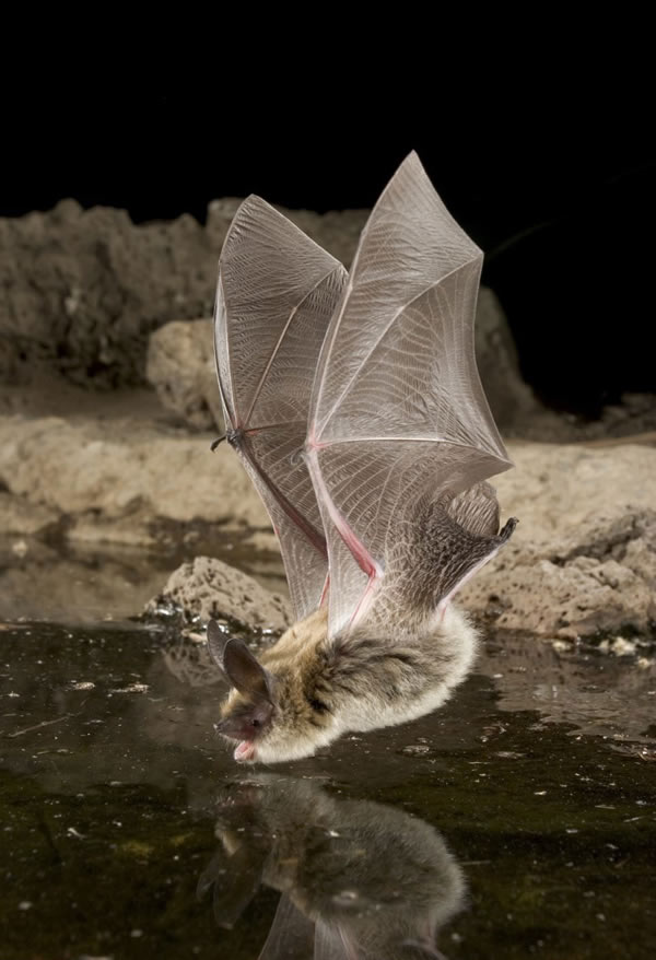 蝙蝠池中饮水瞬间