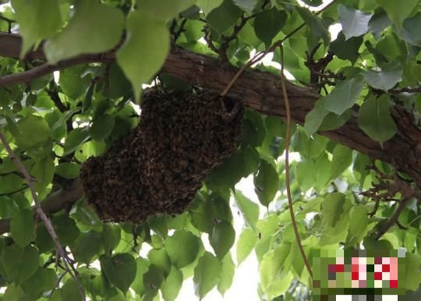 甘肃兰州清理脸盆大的马蜂蜂巢