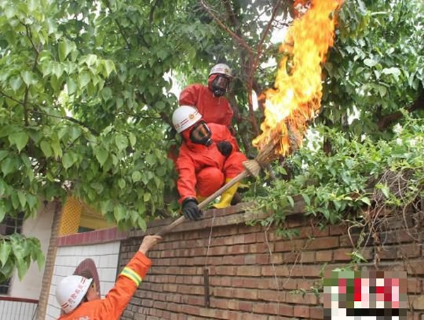 甘肃兰州清理脸盆大的马蜂蜂巢