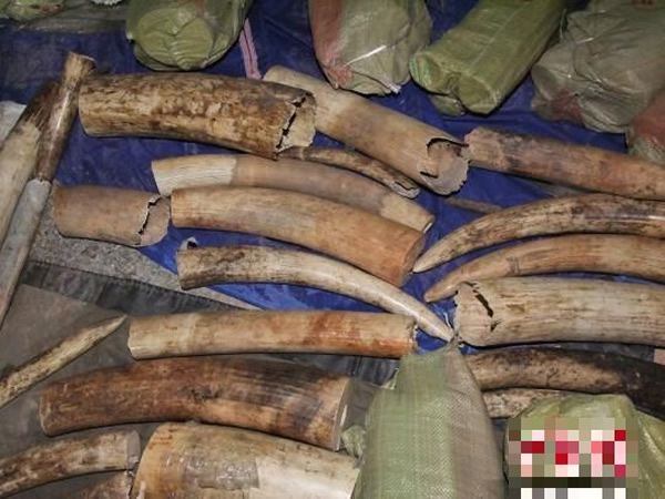 海关查获的象牙