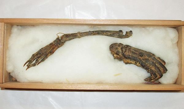 日本宫崎县“都城岛津传承馆”首次公开“河童手足”