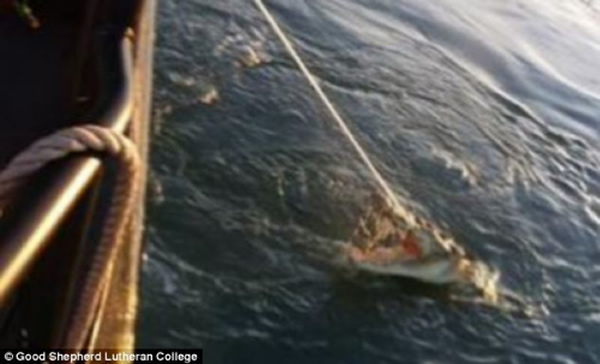 17岁澳大利亚高中生与专家一同捕捉鳄鱼