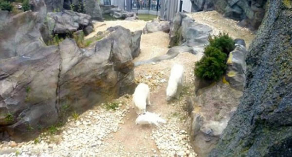 �µ�����Ȫ������԰�����ܲ�ɱ��������صİ׿�ȸ