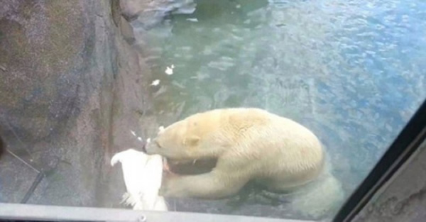 �µ�����Ȫ������԰�����ܲ�ɱ��������صİ׿�ȸ