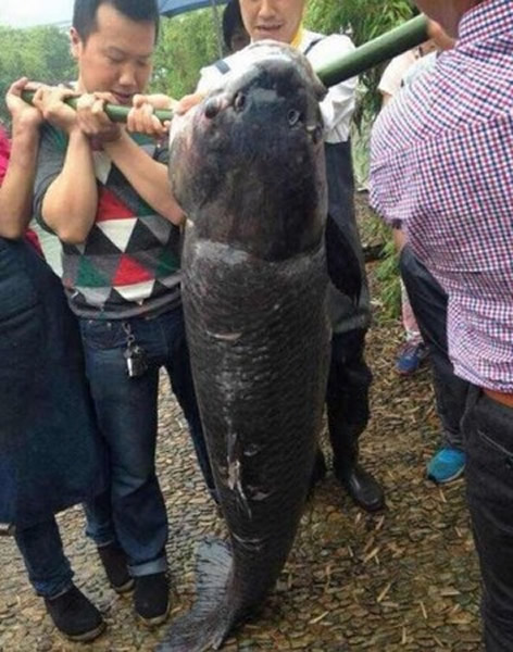 四川南充市南部县升钟湖钓到“湖中巨怪”“南充鱼王”大青鱼重65公斤