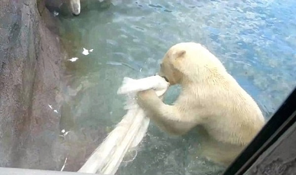 北极熊扑咬掉在水中的孔雀