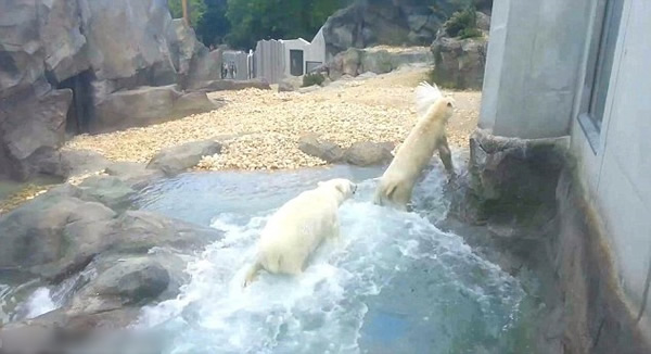 奥地利动物园北极熊擒食孔雀